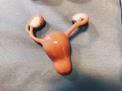 Cutest anatomical uterus ever